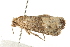  ( - MDOK-0878)  @12 [ ] CreativeCommons - Attribution (2009) Unspecified Centre for Biodiversity Genomics