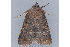  ( - MDOK-1208)  @13 [ ] Copyright (2010) Unspecified Unspecified