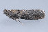  ( - MDOK-1706)  @12 [ ] CreativeCommons - Attribution (2009) Unspecified Centre for Biodiversity Genomics