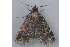  ( - MDOK-1331)  @14 [ ] Copyright (2010) Unspecified Unspecified