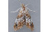  ( - MDOK-1718)  @13 [ ] CreativeCommons - Attribution (2009) Unspecified Centre for Biodiversity Genomics