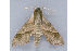  ( - MDOK-1366)  @13 [ ] CreativeCommons - Attribution (2009) Unspecified Centre for Biodiversity Genomics