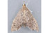  (Sericoplaga - MDOK-1768)  @14 [ ] CreativeCommons - Attribution (2009) Unspecified Centre for Biodiversity Genomics
