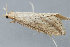  (Donacaula nr. longirostrallus - MDOK-1476)  @14 [ ] Copyright (2010) Unspecified Unspecified