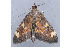  ( - MDOK-1492)  @14 [ ] Copyright (2010) Unspecified Unspecified