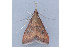  ( - MDOK-1905)  @13 [ ] Copyright (2010) Unspecified Unspecified