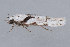  (Pseudotelphusa basifasciella - MDOK-2148)  @13 [ ] Copyright (2010) Unspecified Unspecified