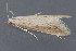  (Donacaula nr. tripunctellus - MDOK-2597)  @13 [ ] Copyright (2010) Unspecified Unspecified