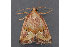  ( - MDOK-2628)  @13 [ ] Copyright (2010) Unspecified Unspecified