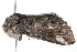  ( - MDOK-2830)  @12 [ ] CreativeCommons - Attribution (2016) CBG Photography Group Centre for Biodiversity Genomics