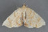  (Eulithis diversilineata - MDOK-2868)  @14 [ ] Copyright (2010) Unspecified Unspecified