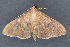  (Psara obscuralis PS1 - MDOK-3257)  @14 [ ] Copyright (2010) Unspecified Unspecified
