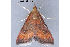  ( - MDOK-3490)  @13 [ ] CreativeCommons - Attribution (2009) Unspecified Centre for Biodiversity Genomics