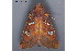  ( - MDOK-3704)  @13 [ ] CreativeCommons - Attribution (2010) Unspecified Centre for Biodiversity Genomics