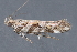  (Aristotelia intermediella group - MDOK-3638)  @14 [ ] CreativeCommons - Attribution Non-Commercial No Derivatives (2010) Unspecified Unspecified