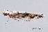  ( - MDOK-3981)  @12 [ ] CreativeCommons - Attribution (2010) CBG Photography Group Centre for Biodiversity Genomics