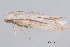  ( - MDOK-4006)  @13 [ ] CreativeCommons - Attribution (2010) CBG Photography Group Centre for Biodiversity Genomics