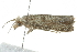  ( - MDOK-4302)  @12 [ ] CreativeCommons - Attribution (2010) CBG Photography Group Centre for Biodiversity Genomics
