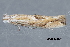  (Bucculatrix ambrosiaefoliella - MDOK-4463)  @13 [ ] CreativeCommons - Attribution Non-Commercial No Derivatives (2011) Mark J. Dreiling Unspecified