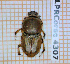  ( - BC-LPRCorse4307)  @11 [ ] By-SA Creative Common (2020) Julien Touroult Museum national d'Histoire naturelle, Paris