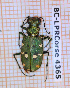  (Cicindela campestris - BC-LPRCorse4365)  @11 [ ] By-SA Creative Common (2020) Julien Touroult Museum national d'Histoire naturelle, Paris