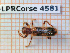  ( - BC-LPRCorse4581)  @11 [ ] Copyright (2020) Julien Touroult Museum national d'Histoire naturelle