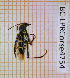  ( - BC-LPRCorse4754)  @11 [ ] By-SA Creative Common (2020) Julien Touroult Museum national d'Histoire naturelle, Paris