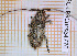  ( - BC-LPRCorse4770)  @11 [ ] By-SA Creative Common (2020) Julien Touroult Museum national d'Histoire naturelle, Paris