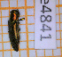 (Agrilus elegans - BC-LPRCorse4841)  @11 [ ] By-SA Creative Common (2020) Julien Touroult Museum national d'Histoire naturelle, Paris