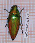 (Eurythyrea micans - BC-LPRCorse5009)  @11 [ ] By-SA Creative Common (2020) Julien Touroult Museum national d'Histoire naturelle, Paris