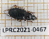  ( - LPRC2021-0467)  @11 [ ] CreativeCommons - Attribution Share-Alike (2021) Unspecified Museum National d'Histoire Naturelle, Paris