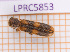  ( - LPRC5853)  @11 [ ] Copyright (2020) Julien Touroult Museum national d'Histoire naturelle