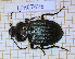 (Licinus silphoides - LPRC7426)  @11 [ ] Copyright (2020) Julien Touroult Museum national d'Histoire naturelle