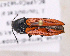  ( - BC-LPRCorse2477)  @11 [ ] CreativeCommons - Attribution Share-Alike (2022) Unspecified Museum National d'Histoire Naturelle, Paris
