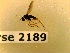  ( - BC-LPRCorse2189)  @11 [ ] Copyright (2020) Marc Pollet Museum national d'Histoire naturelle