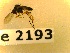  ( - BC-LPRCorse2193)  @11 [ ] Copyright (2020) Marc Pollet Museum national d'Histoire naturelle