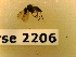  ( - BC-LPRCorse2206)  @11 [ ] Copyright (2020) Marc Pollet Museum national d'Histoire naturelle