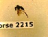  ( - BC-LPRCorse2215)  @11 [ ] Copyright (2020) Marc Pollet Museum national d'Histoire naturelle