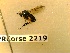  ( - BC-LPRCorse2219)  @11 [ ] Copyright (2020) Marc Pollet Museum national d'Histoire naturelle