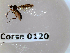  ( - BC-LPRCorse0120)  @11 [ ] Copyright (2019) Marc pollet Research Institute for Nature and Forest