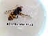  ( - BC-LPRCorse0121)  @12 [ ] Copyright (2019) Marc pollet Research Institute for Nature and Forest