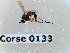 ( - BC-LPRCorse0133)  @12 [ ] Copyright (2019) Marc pollet Research Institute for Nature and Forest