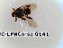  ( - BC-LPRCorse0141)  @11 [ ] Copyright (2019) Marc pollet Research Institute for Nature and Forest