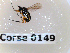  ( - BC-LPRCorse0149)  @12 [ ] Copyright (2019) Marc pollet Research Institute for Nature and Forest