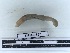  (Hormogaster - DFM-0137)  @11 [ ] by-nc-sa (2021) Thibaud Decaëns Universite Montpellier, CEFE Lab