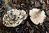  ( - LPRC7312)  @11 [ ] Copyright (2020) Nicolas Suberbielle Unspecified