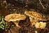  ( - LPRC5930)  @11 [ ] Copyright (2020) Nicolas Suberbielle Unspecified