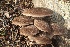  ( - LPRC5971)  @11 [ ] Copyright (2020) Nicolas Suberbielle Unspecified