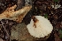  (Polyporus tuberaster - LPRC5920)  @11 [ ] Copyright (2020) Nicolas Suberbielle Unspecified