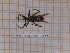  ( - BC-LPRCorse1276)  @11 [ ] by-sa - CreativeCommons (2020) Rodolphe Rougerie Muséum National d'Histoire Naturelle